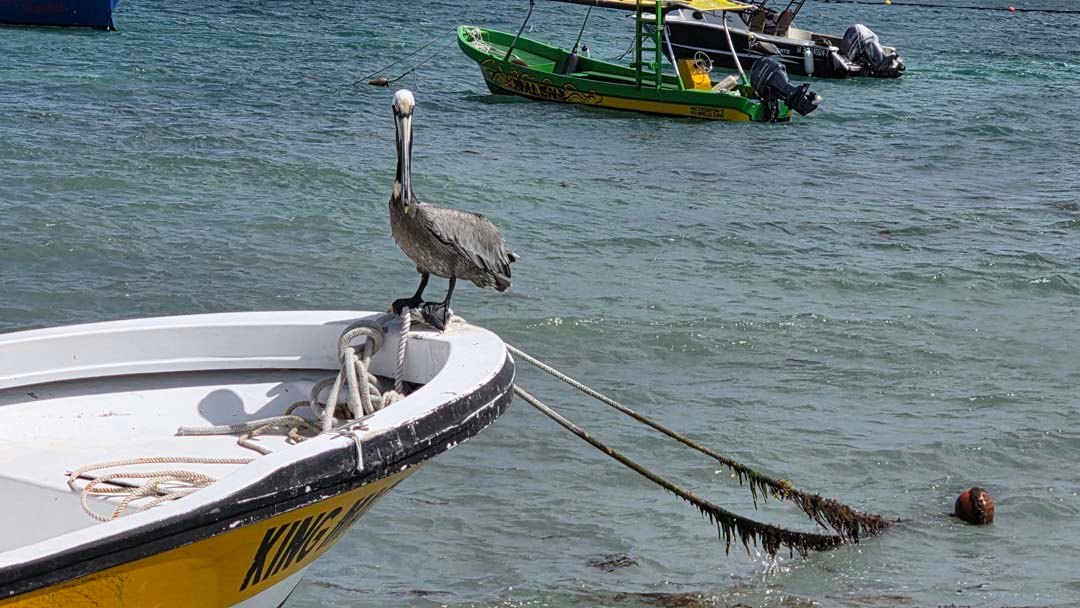 Puerto Morelos 2026 32